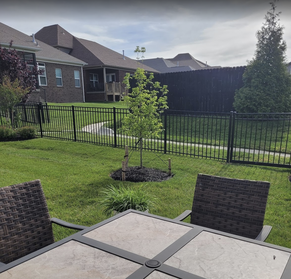 Backyard with newly planted tree and clean lawn